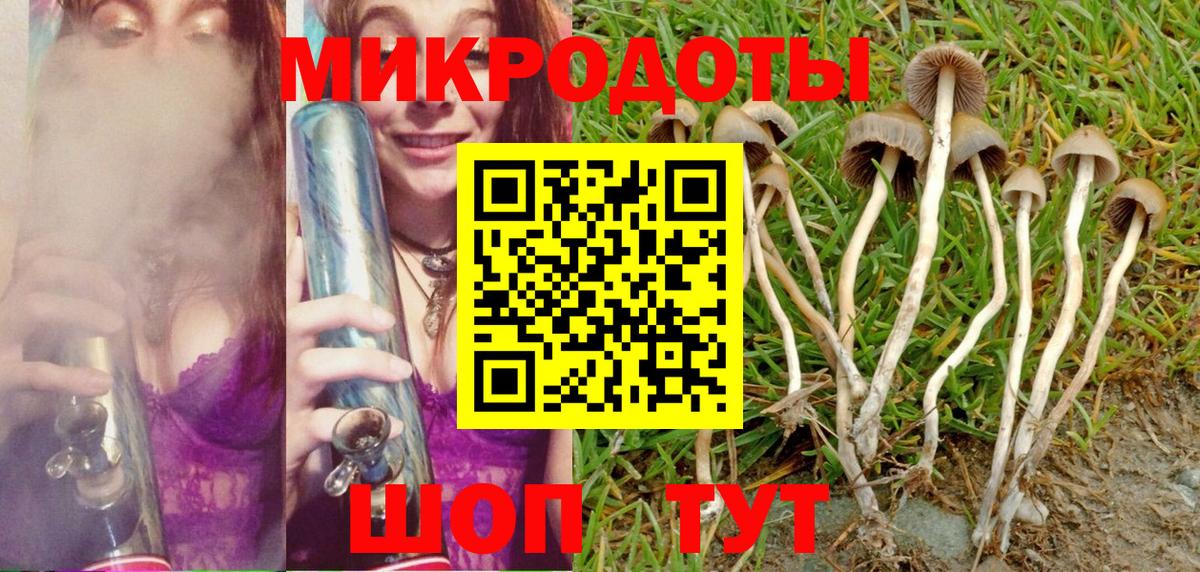 Галлюциногенные грибы Psilocybe Ефремов